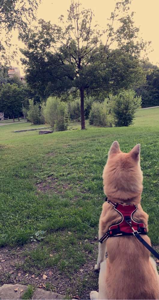 Hundetreffen-Akita inu-Profilbild
