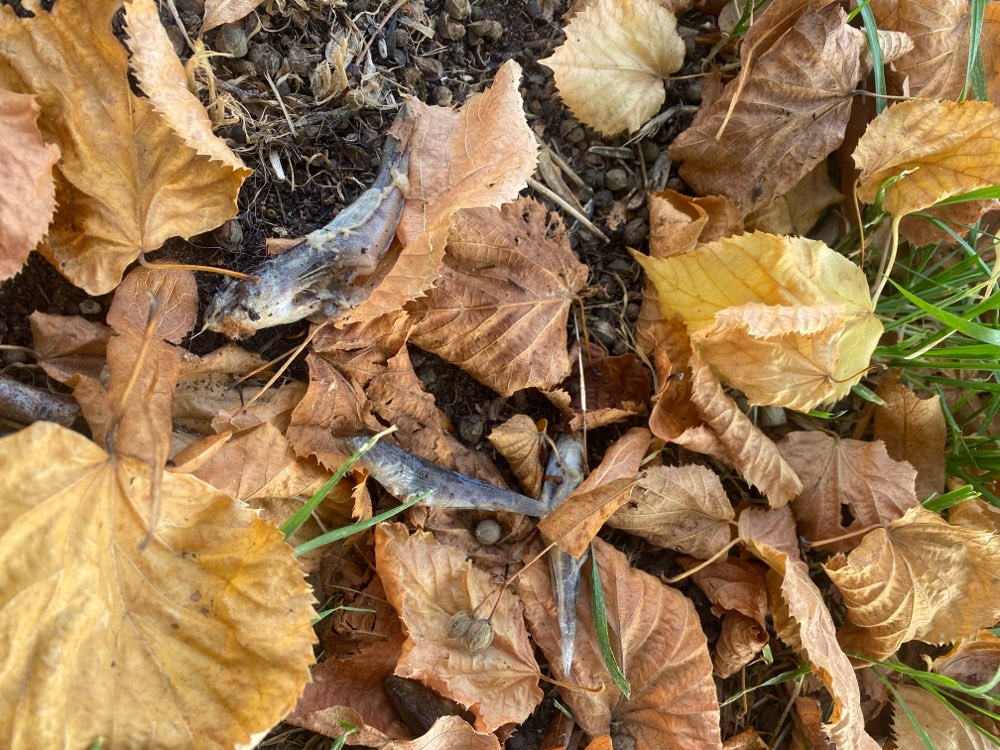 Giftköder-Achtung!!!-Profilbild