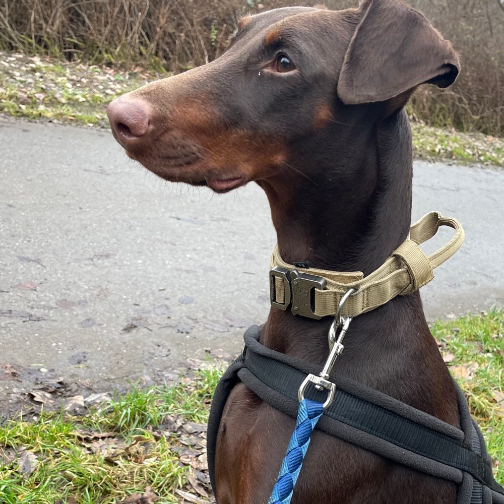 Hundetreffen-Sozialisieren, Gassi, spielen, Trainieren-Profilbild