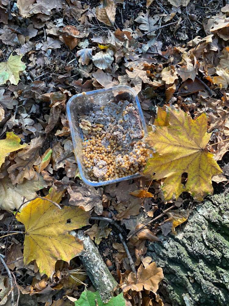 Giftköder-Vermutlicher Giftgöder im Riederwald-Profilbild