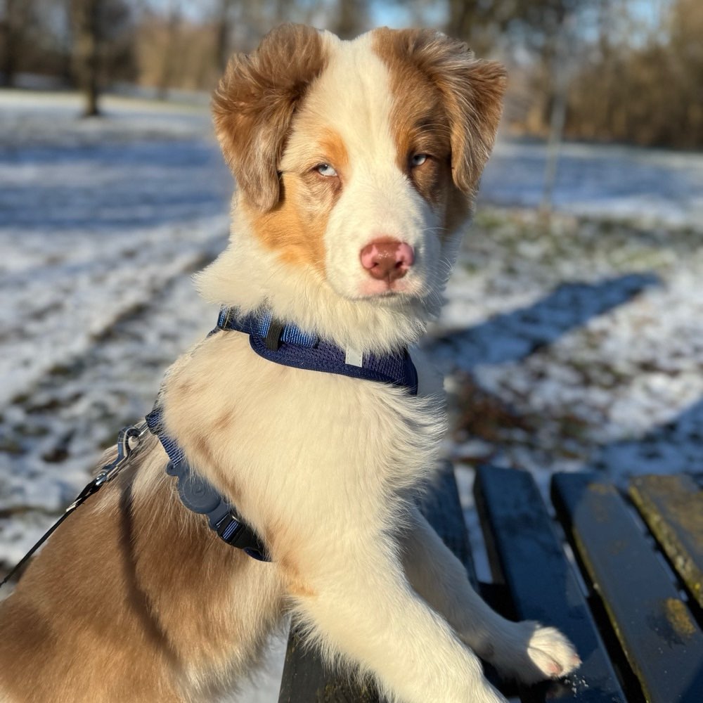 Hundetreffen-Spieltreffen und Lernpartner-Profilbild