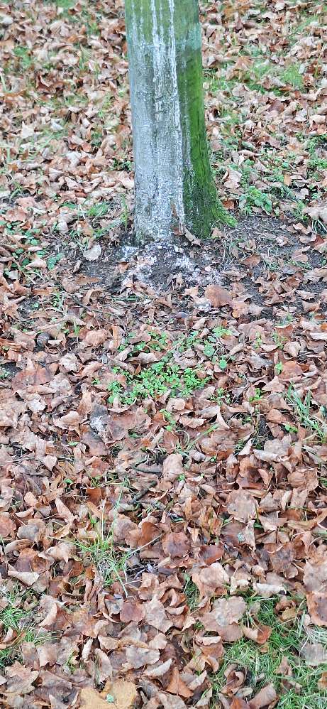 Giftköder-Weises Pulver an den Bäumen und am Boden-Profilbild