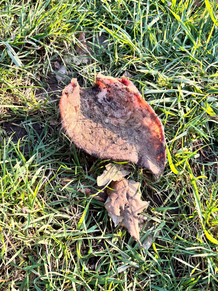 Giftköder-Schweineohr-Profilbild