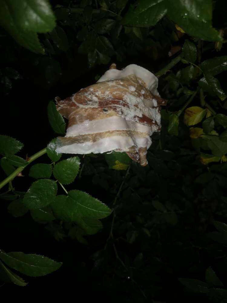 Giftköder-Giftköder in der Südstadt-Profilbild