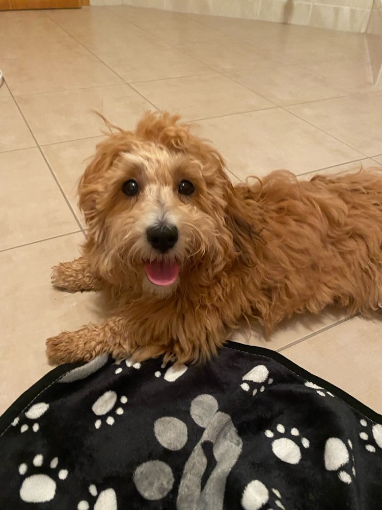 Hundetreffen-Spielfreund/in gesucht 🐶-Profilbild