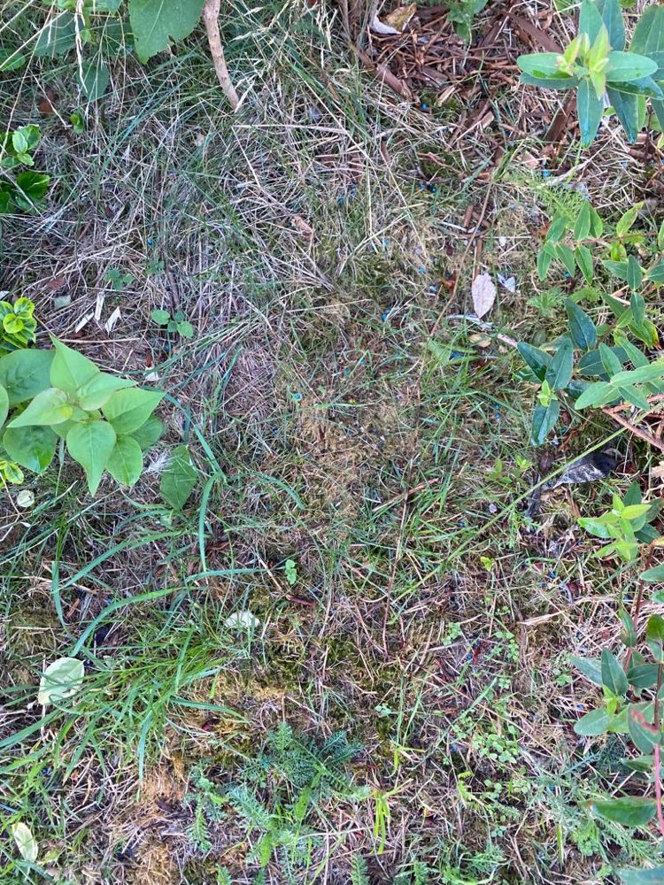 Giftköder-Rattengift-Profilbild