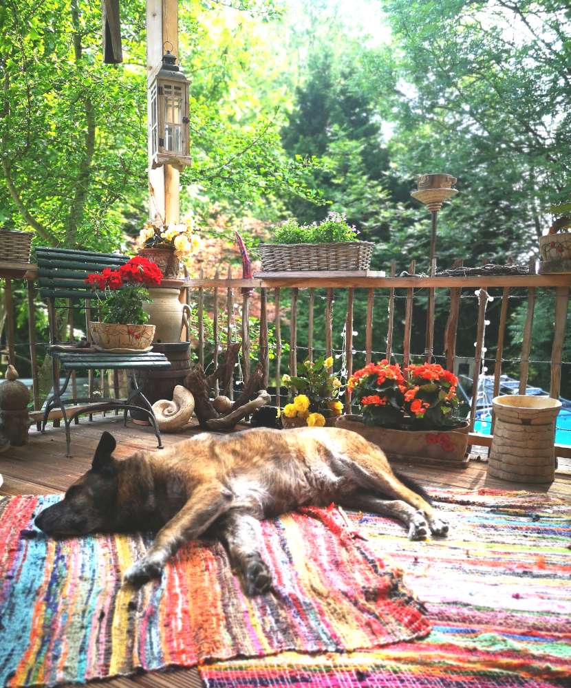 Hundetreffen-Spazieren gehen mit Senioren.-Profilbild