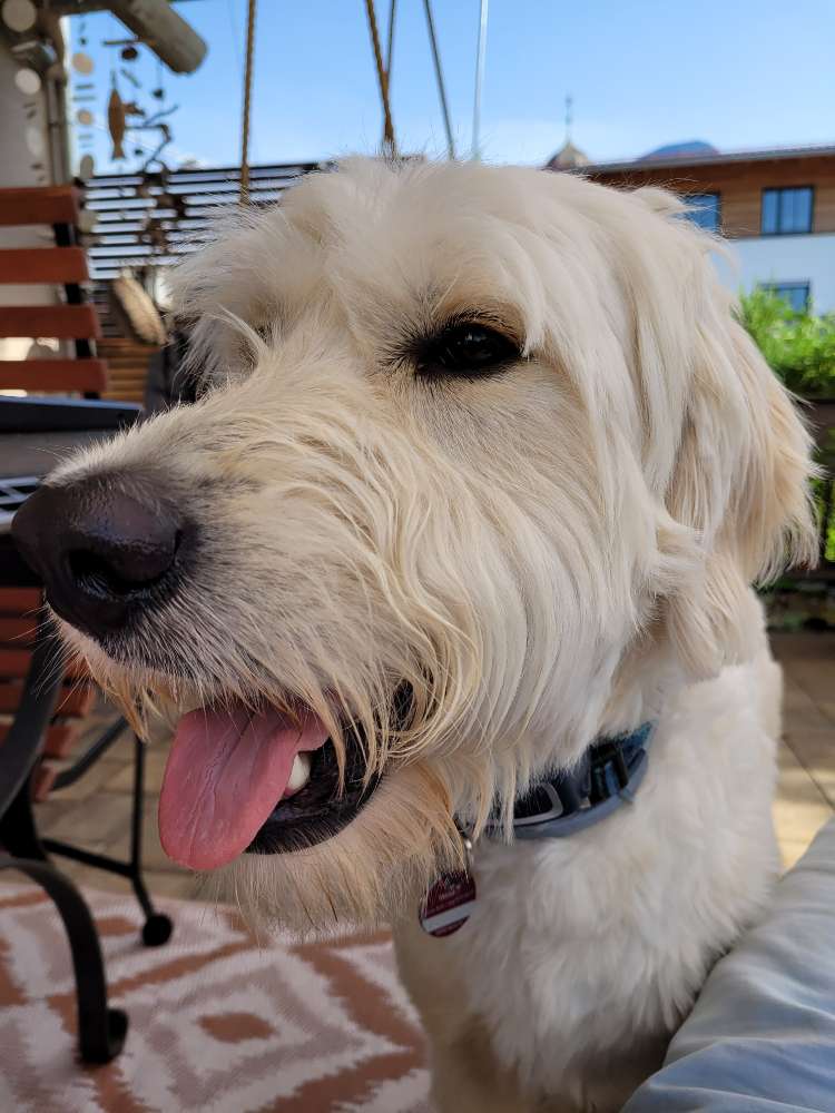 Hundetreffen-Spielkameraden mit viel Power gesucht-Profilbild