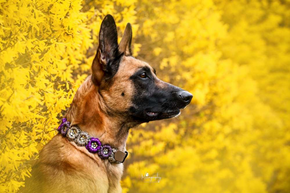 Hundetreffen-Fotografin-Profilbild
