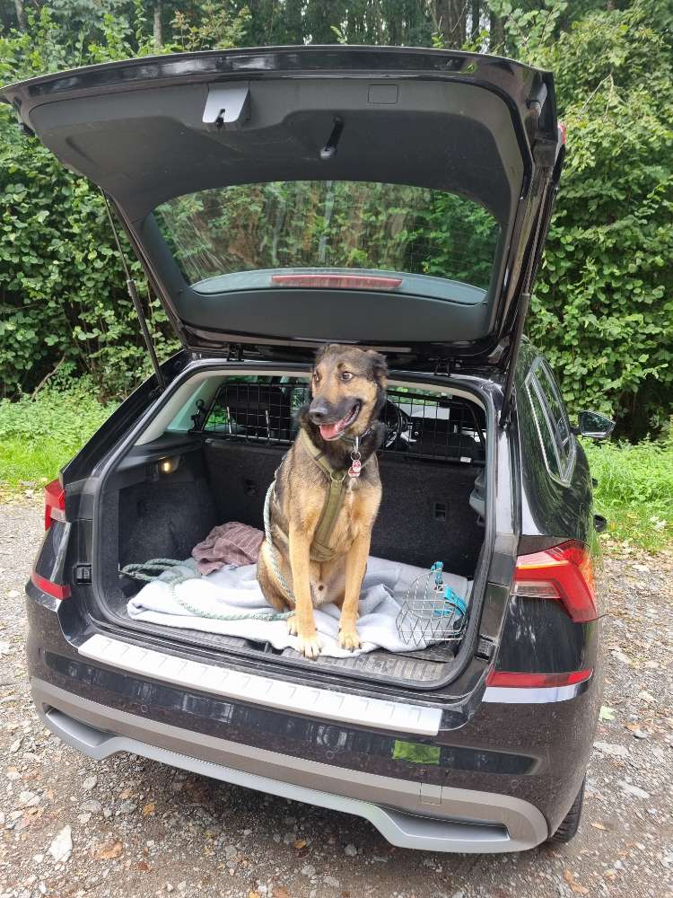 Hundetreffen-Gassi und Spielrunde-Profilbild