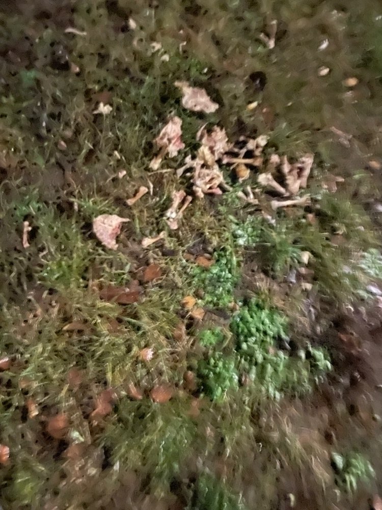 Giftköder-Hähnchenknochen / evtl. Giftköder-Profilbild