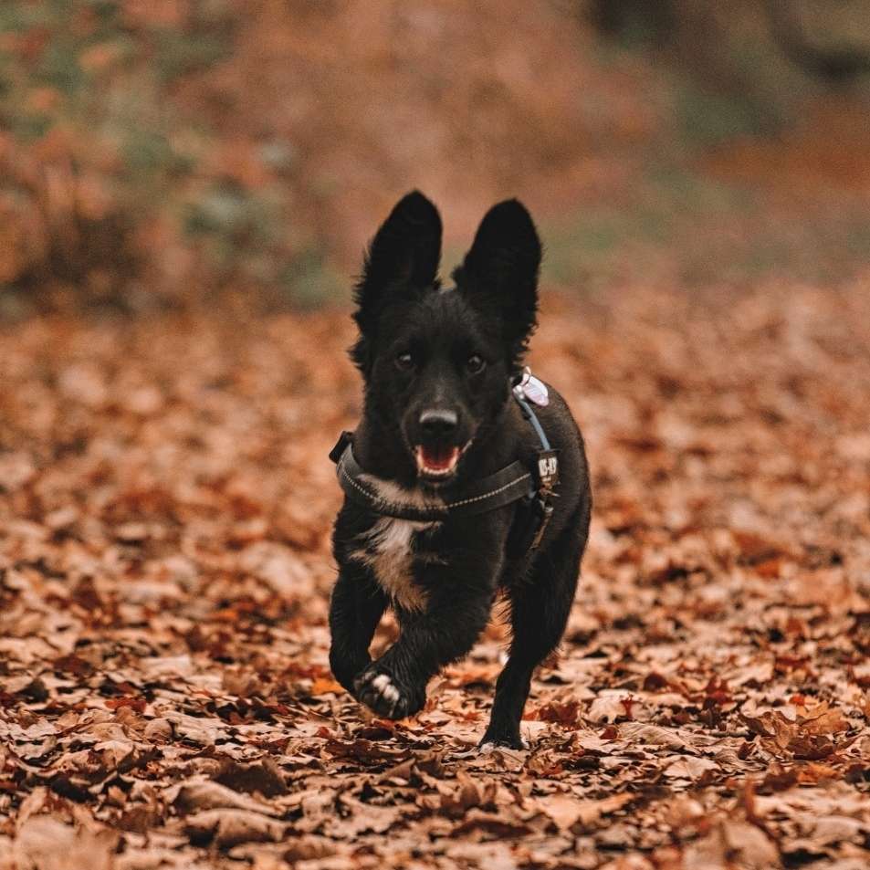 Hundetreffen-Gassi- und Spielrunden in BL & Umgebung-Profilbild