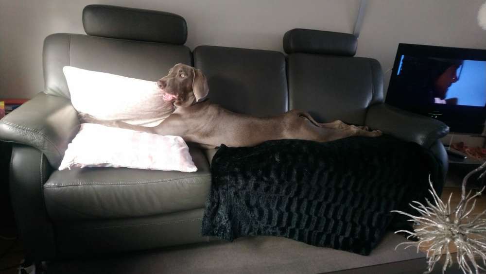 Hundetreffen-Ausschließlich Weimaraner, nicht jagdlich geführt-Profilbild
