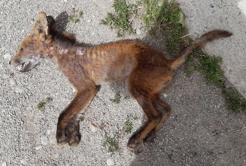 Giftköder-Fuchsräude-Profilbild