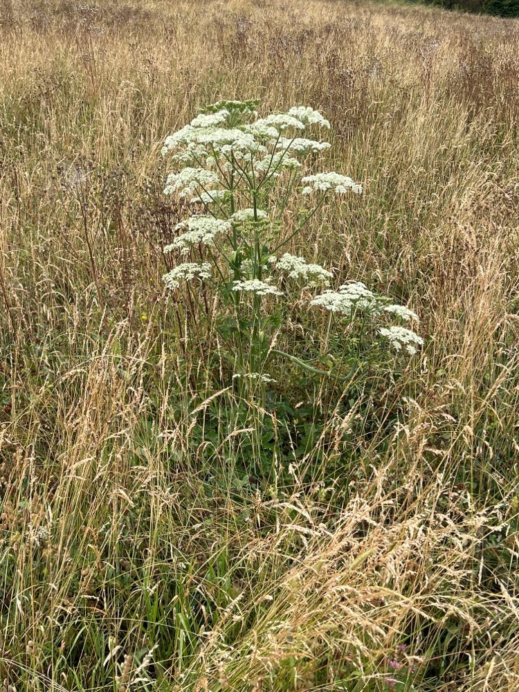 Giftköder-Giftige Pflanze-Profilbild