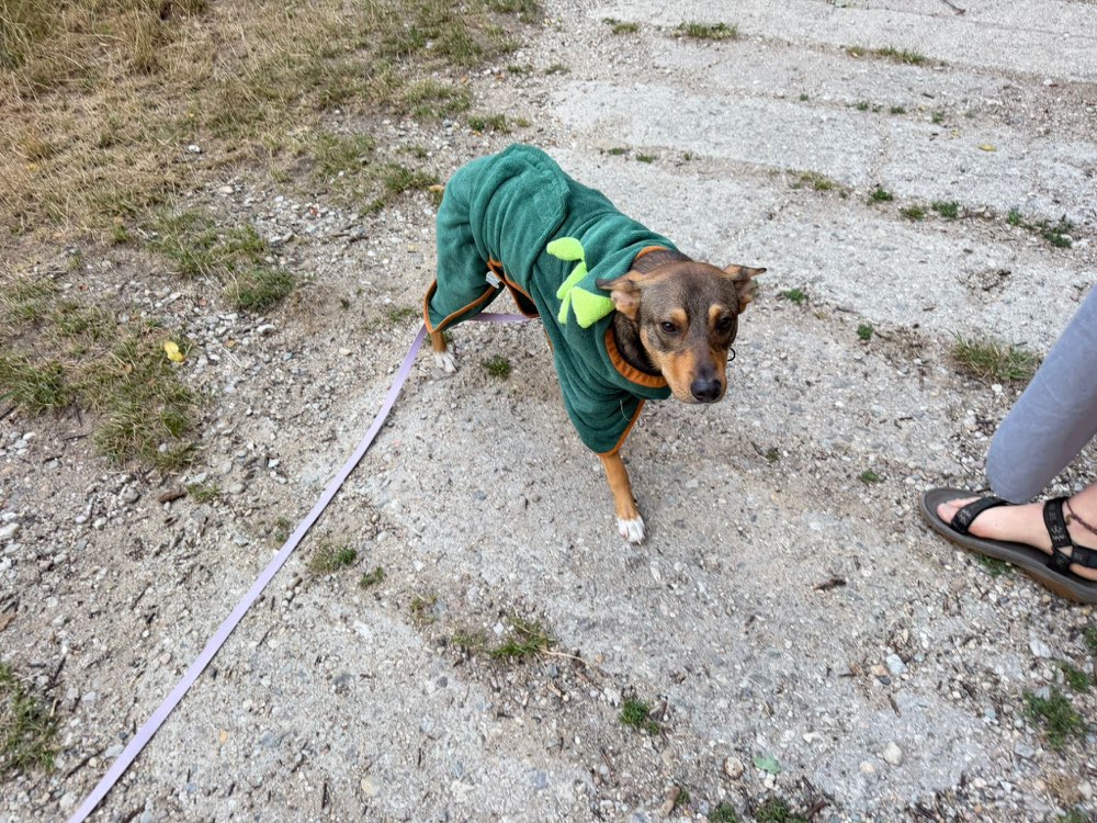 Hundetreffen-Pepe(1 Jahr) sucht verträglich Hundefreunde ❤️🐾-Profilbild