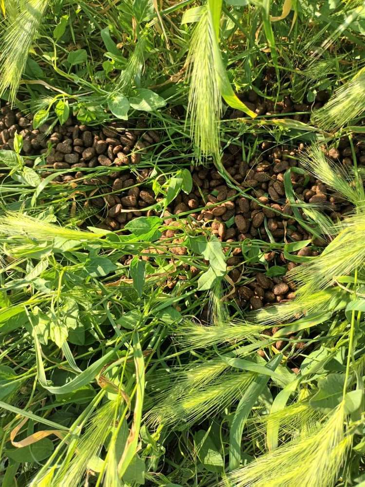 Giftköder-Ein ganzer Sack Hundefutter im Gras-Profilbild