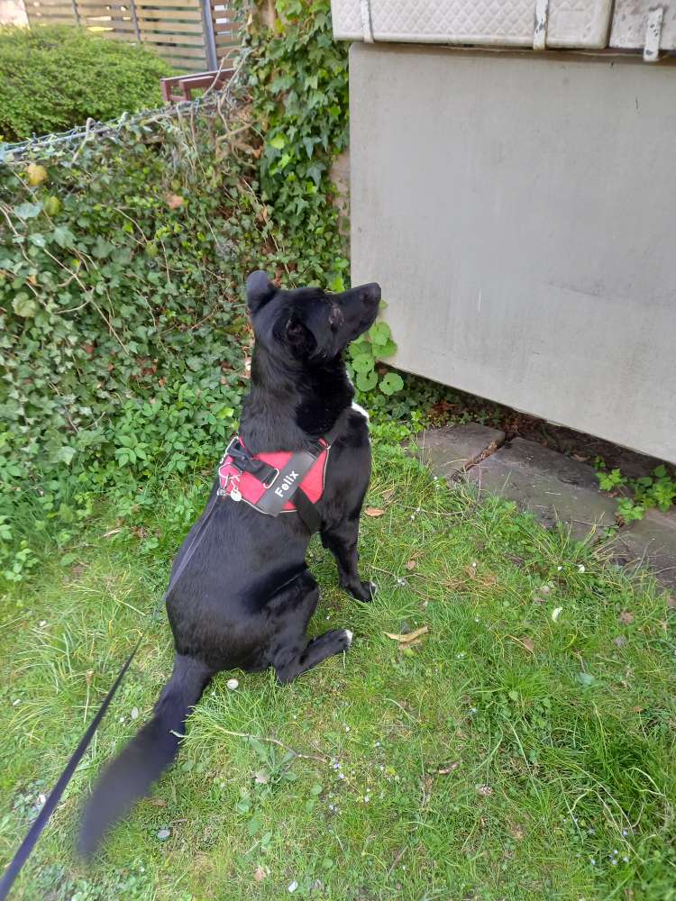 Hundetreffen-Gassi  gehen toberunde und Spielfreude gesucht-Profilbild