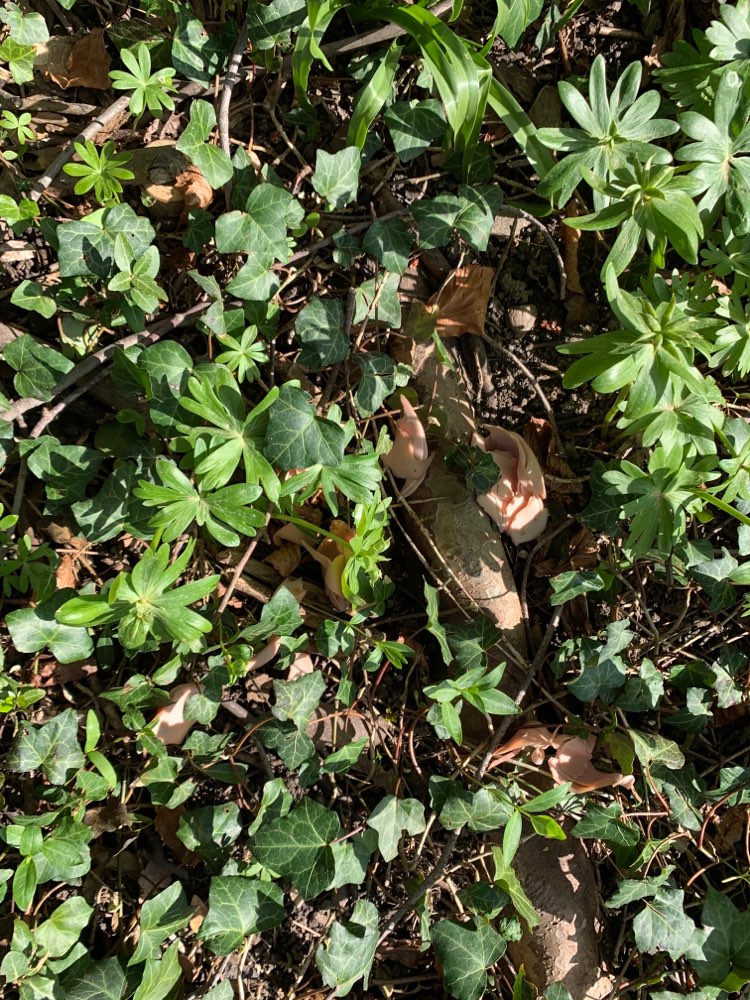 Giftköder-Achtung Wurst in Laub im Ebertpark-Profilbild
