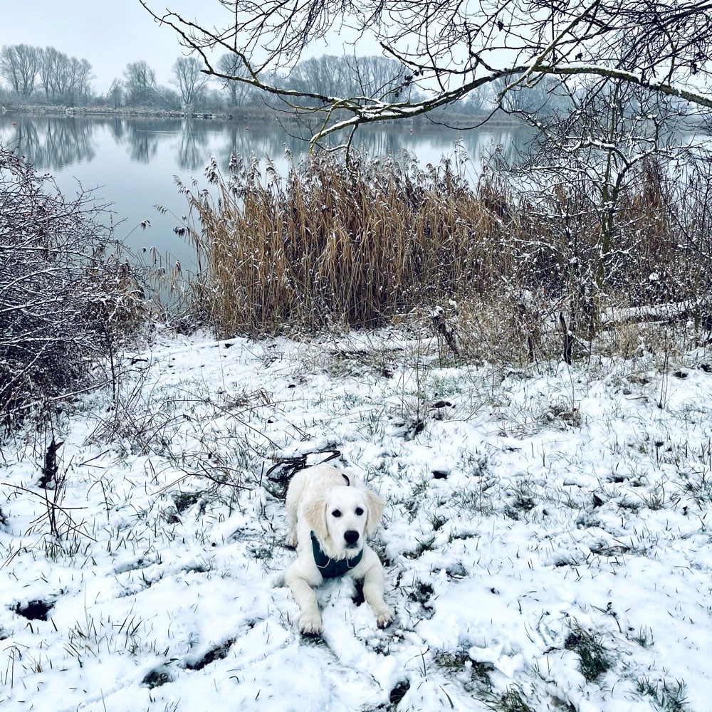 Hundetreffen-Spiel, Spaß und Gassi  🐾🐶-Profilbild