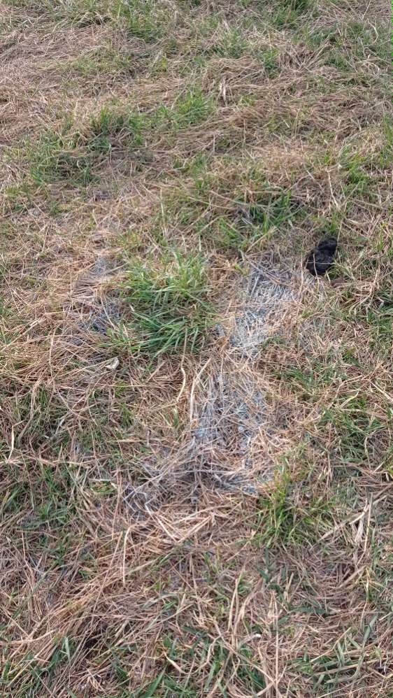 Giftköder-Ratengift oder Dünger in Trudering-Profilbild