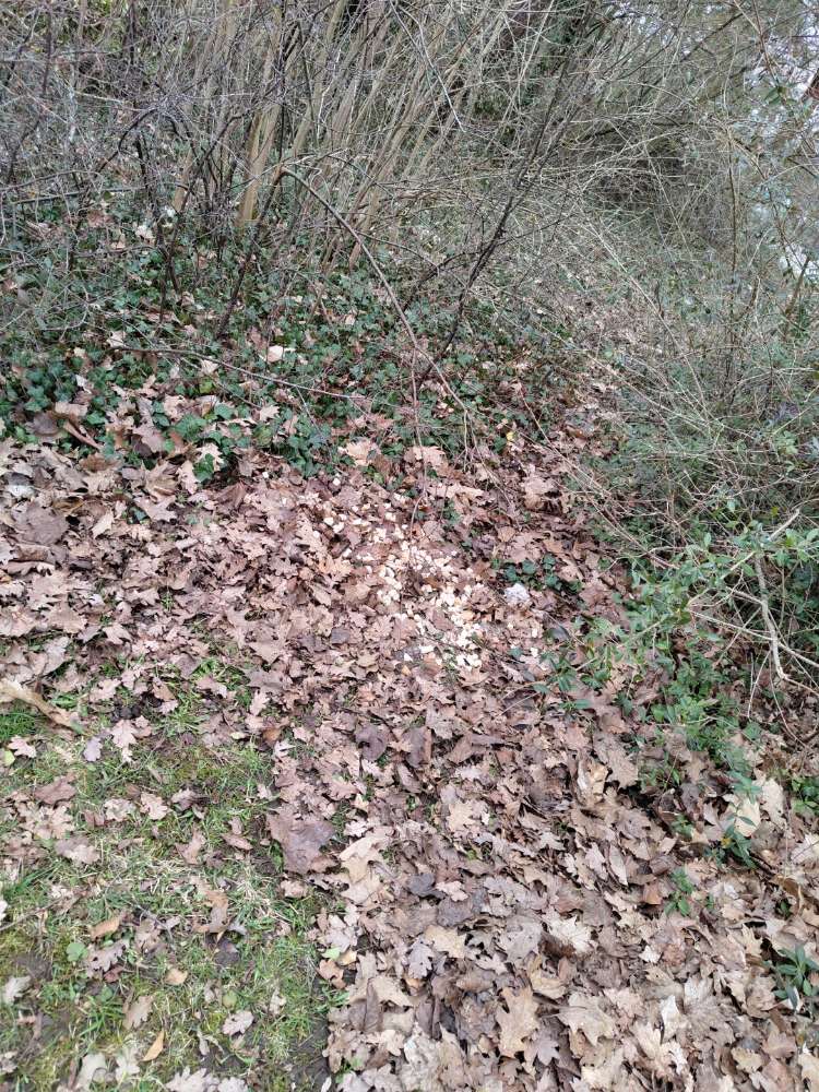 Giftköder-Schimmelige Brotstücke-Profilbild