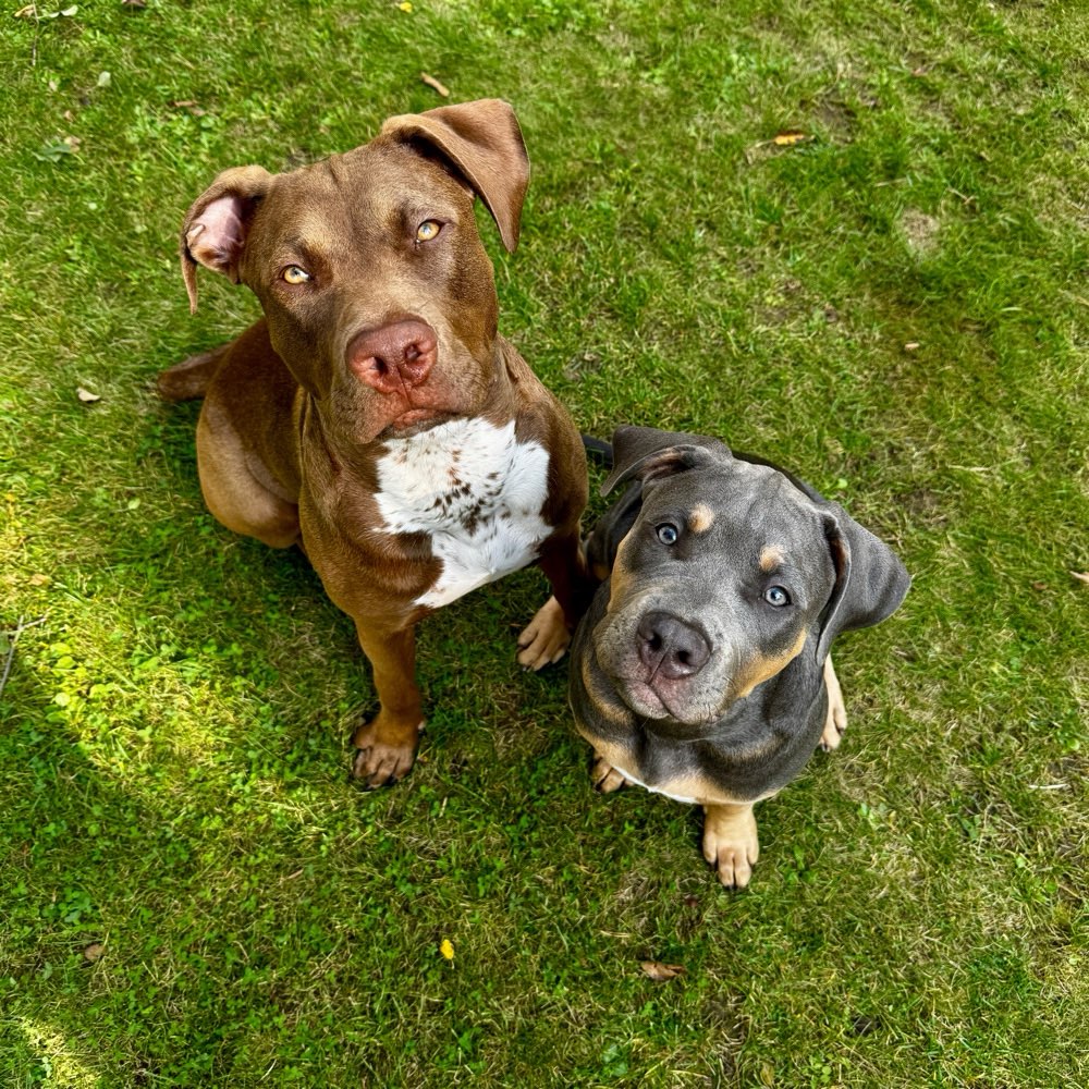 Hundetreffen-Gemeinsame Spaziergänge 😇-Profilbild