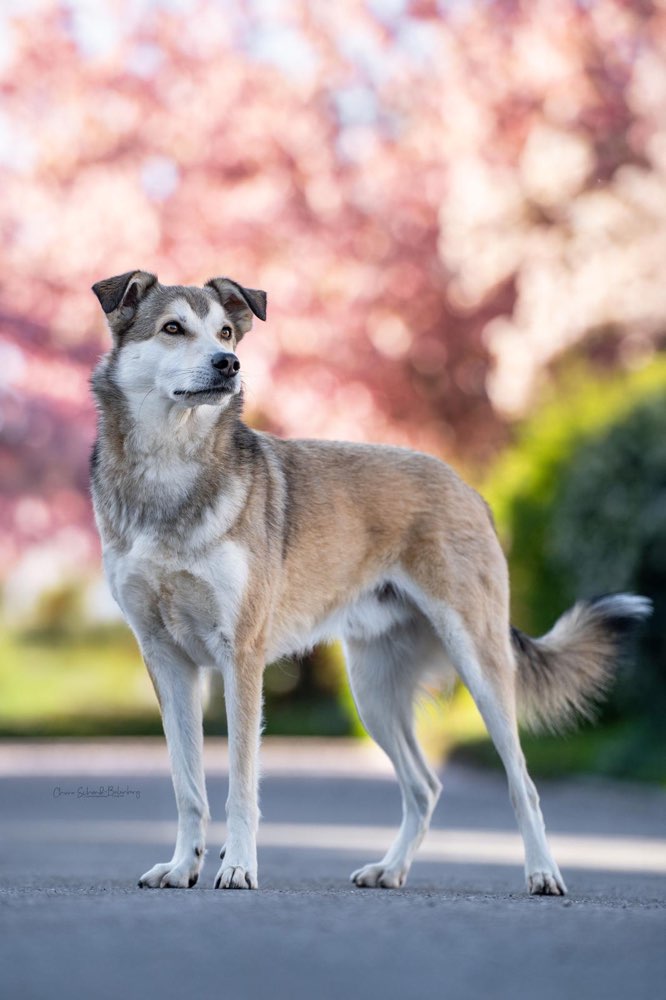 Hundetreffen-Trainingspartner gesucht / Social Walk-Profilbild