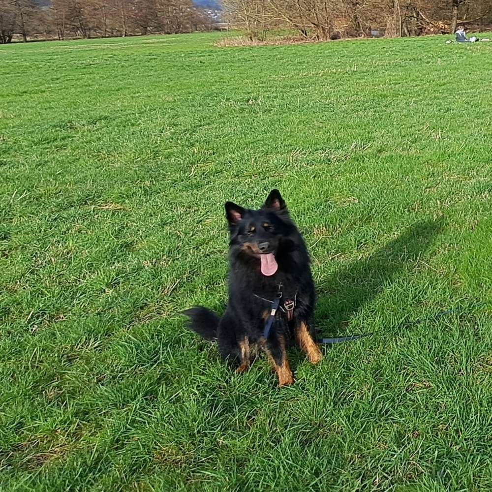 Hundetreffen-Trainingspartner-Profilbild