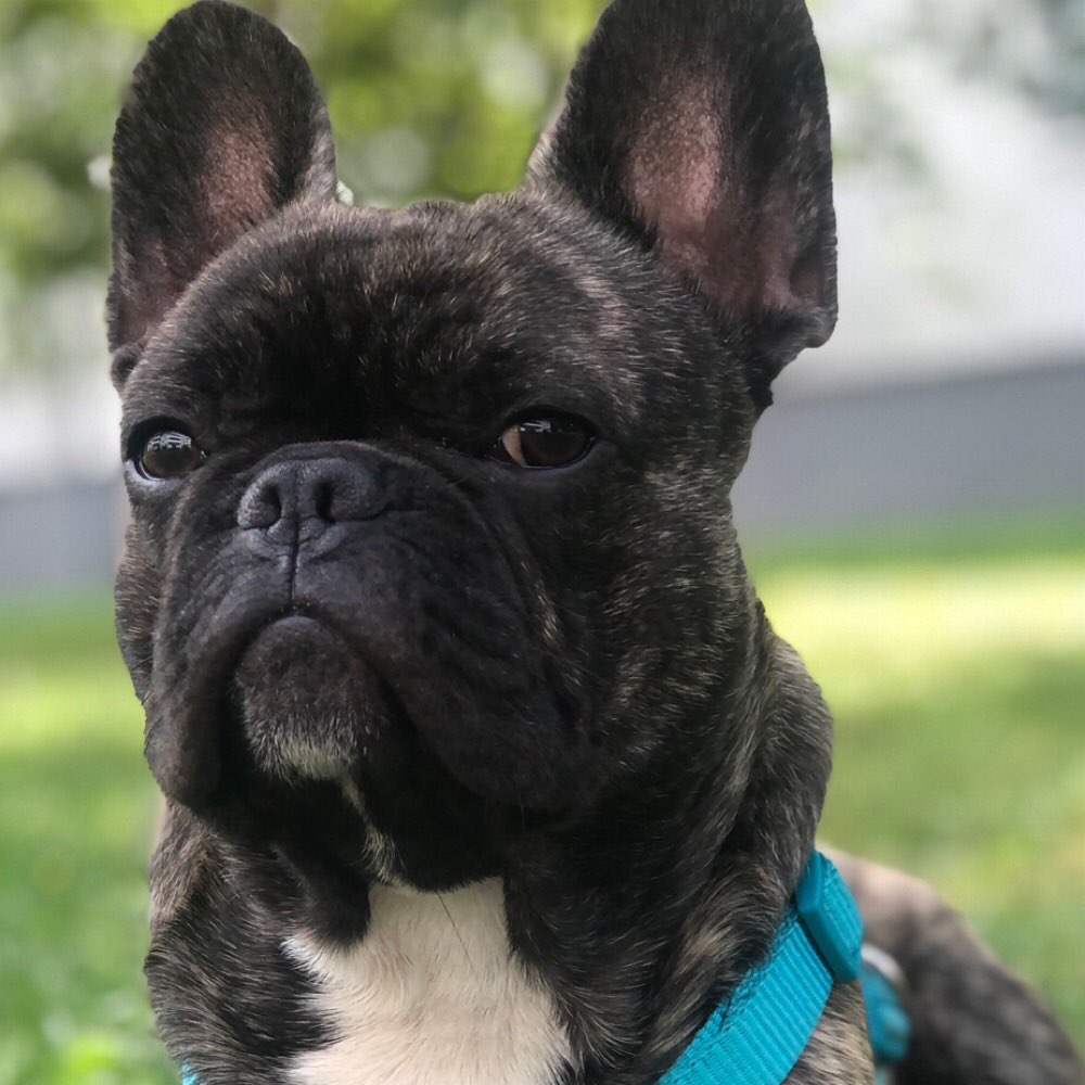 Hundetreffen-Frenchie Treffen 10365-Profilbild