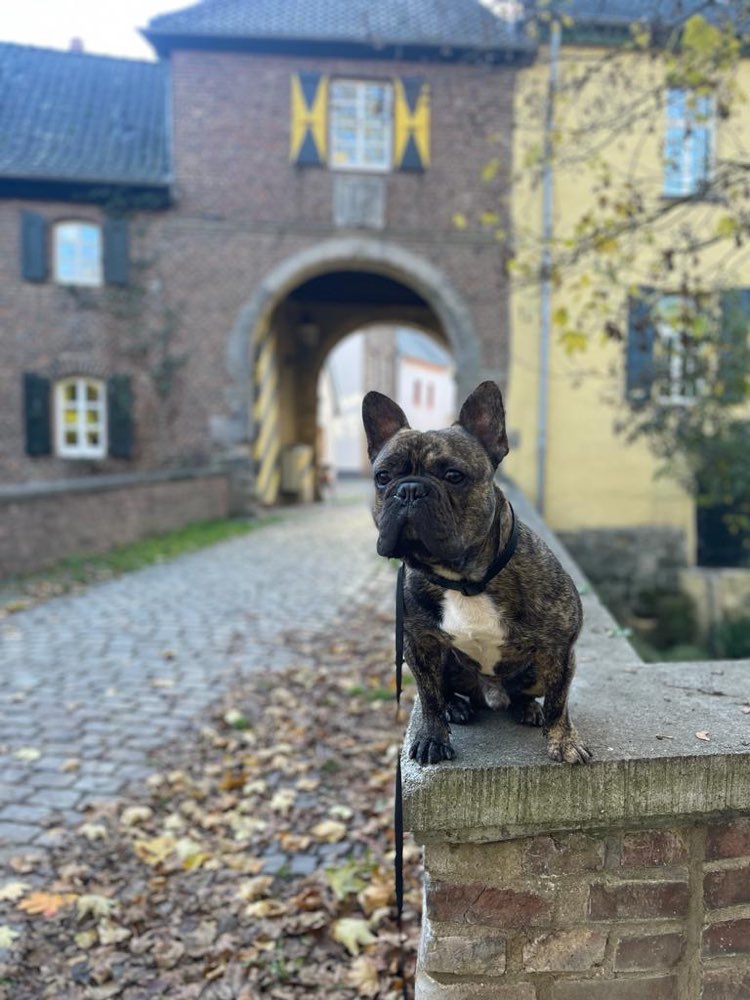 Hundetreffen-Spielen, schnuppern und ne Menge Übung-Profilbild