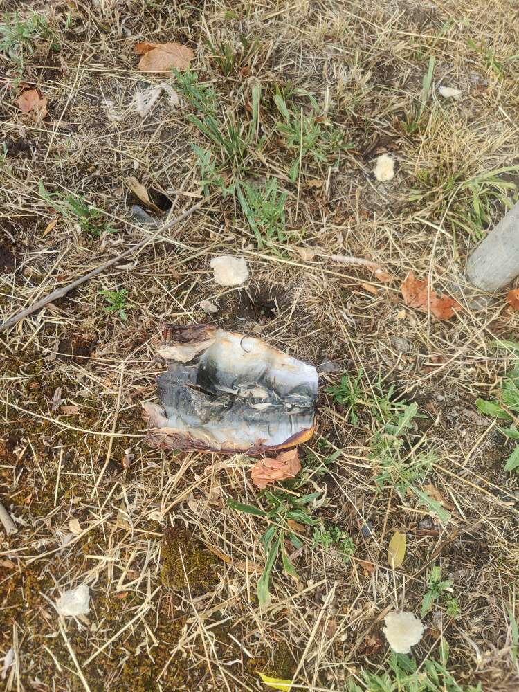 Giftköder-Forellenhaut / Weißbrotstückchen-Profilbild