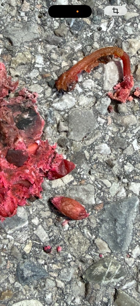 Giftköder-Undefinierbare Masse-Profilbild