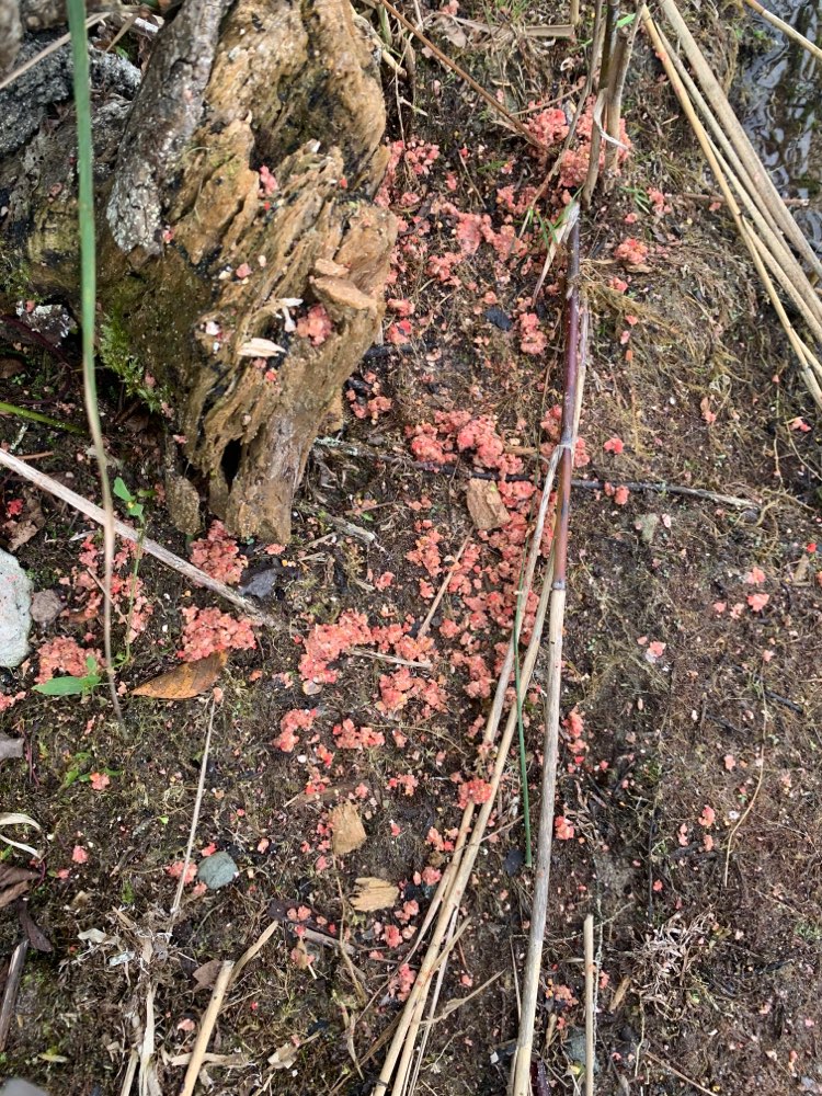 Giftköder-Ratten Gift am Tankumsee-Profilbild