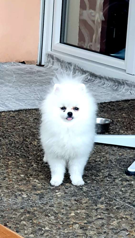 Suchmeldung-Sisi-Profilbild