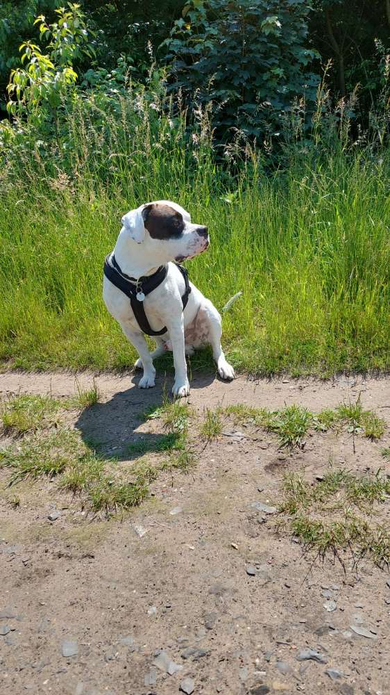 Hundetreffen-Trainings- und Spielpartner/in gesucht.-Profilbild