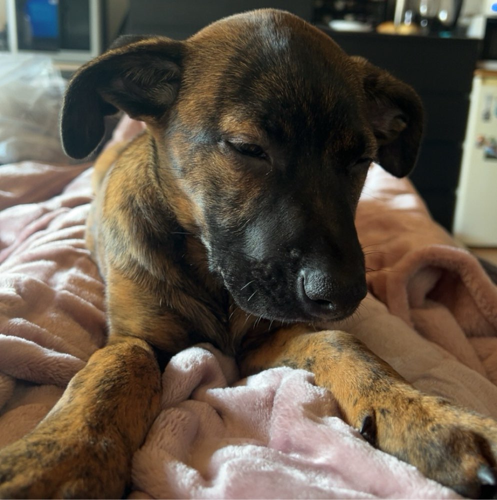 Hundetreffen-Spielkameraden gesucht-Profilbild