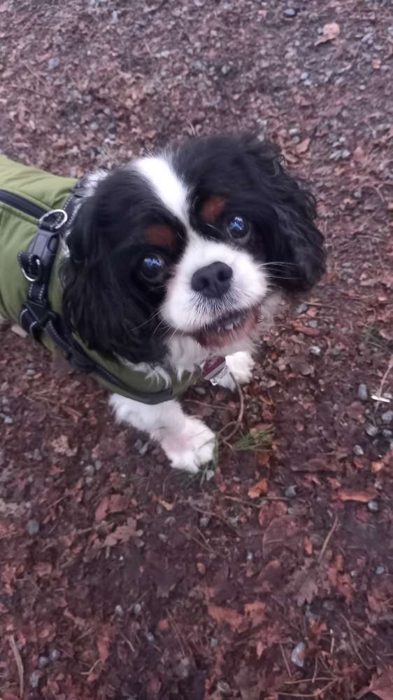 Hundetreffen-Gassigehen für Erwachsene und Seniorenhunde im Großraum Bremen Nord-Profilbild