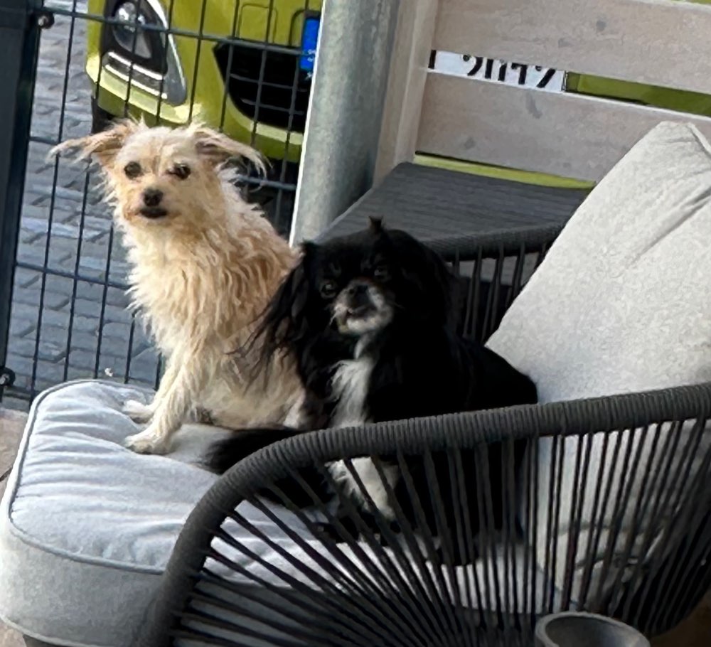 Hundetreffen-Wer hat Lust mit uns spazieren zu gehen ?-Profilbild