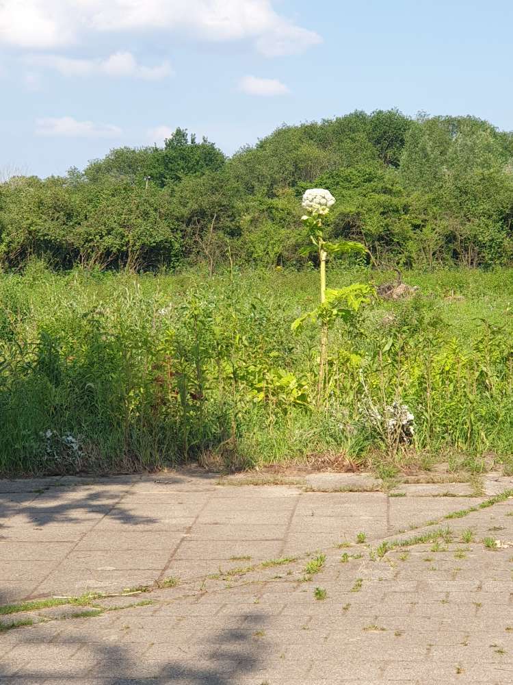 Giftköder-Bärenklau in Aumund-Profilbild