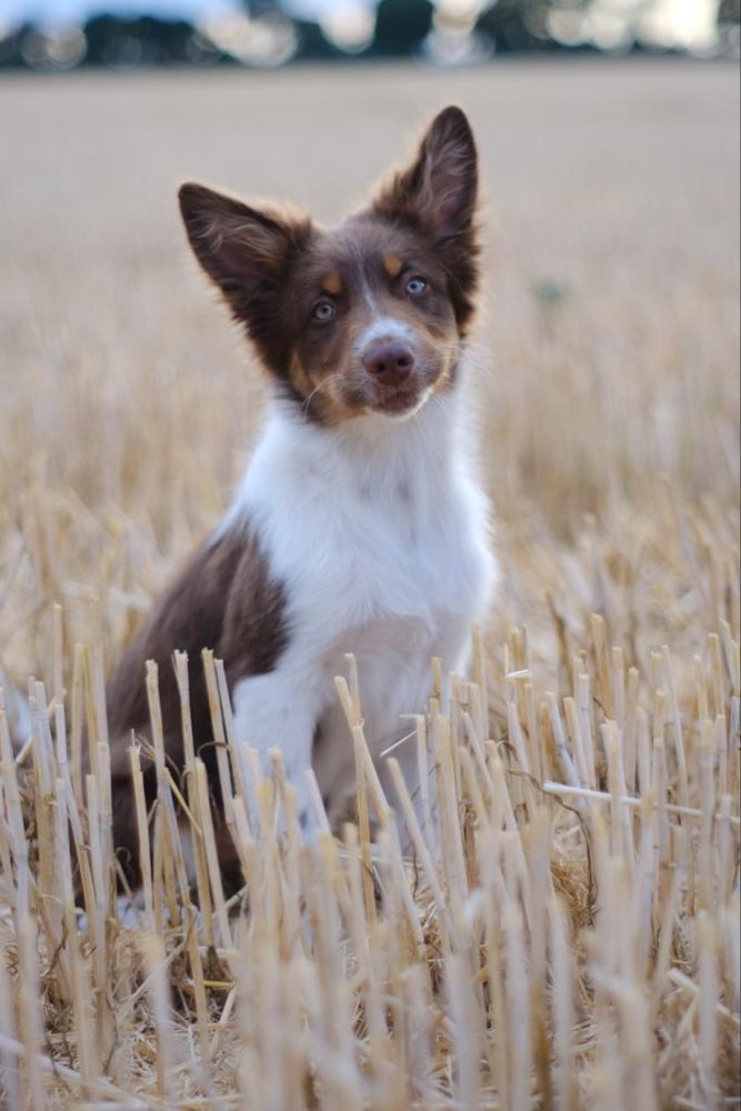 Hundetreffen-Freunde zum Gassi gehen/ Spielen gesucht 🐕-Profilbild