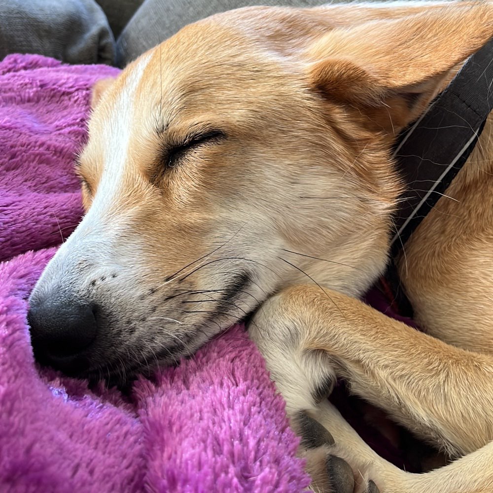 Hundetreffen-Gemeinsame gassirund-Profilbild