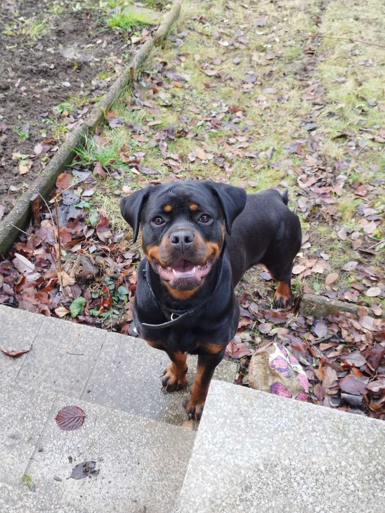 Hundetreffen-Treffen zum spielen/trainieren-Profilbild