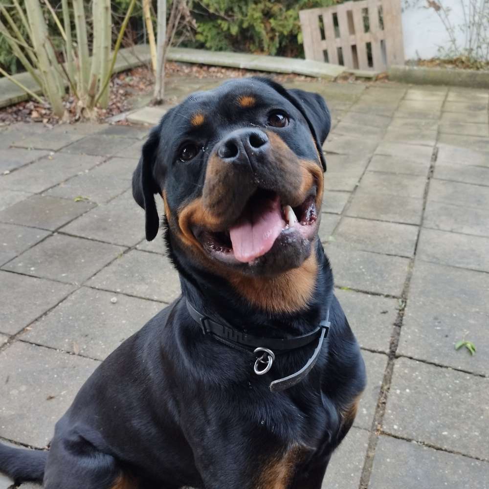 Hundetreffen-Treffen zum spielen/trainieren/spazieren-Profilbild