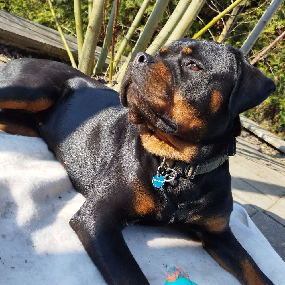 Hundetreffen-Treffen zum spielen/trainieren/spazieren-Profilbild