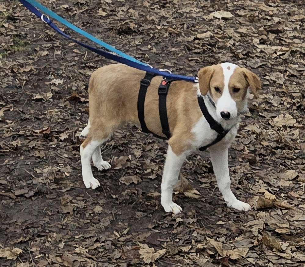 Hundetreffen-Spielgefährten gesucht-Profilbild