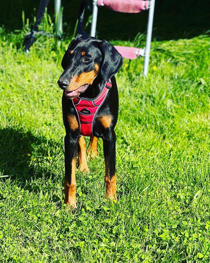 Hundetreffen-Raya sucht Spielgefährten in Ruhpolding-Profilbild
