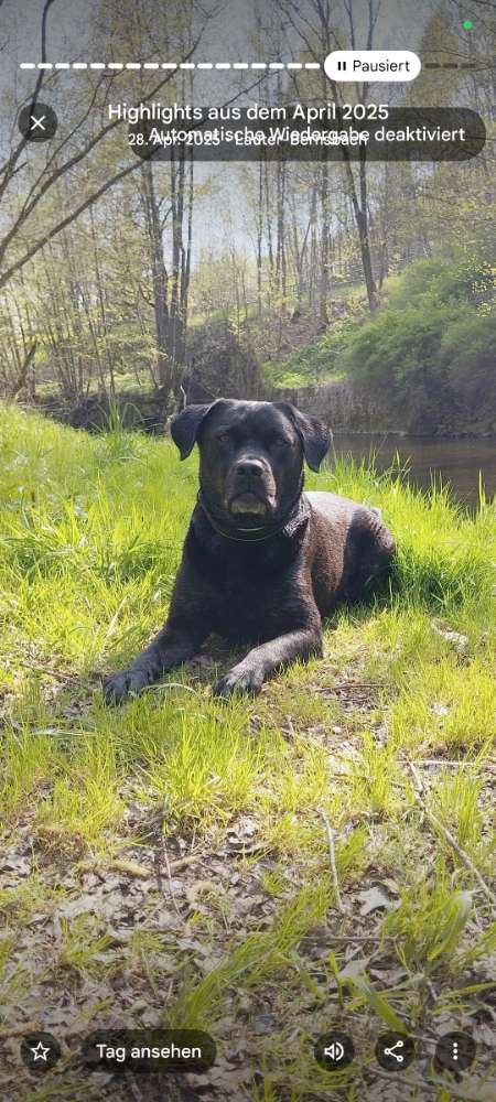 Hundetreffen-Gassirunde und spielen-Profilbild