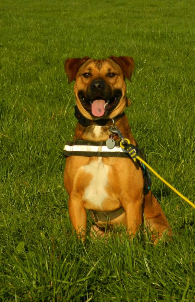 Hundetreffen-Schnuppertreffen-Profilbild