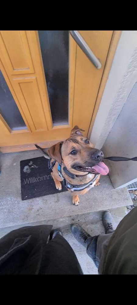 Hundetreffen-Hundesozialisation-Profilbild